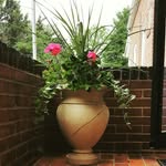 Beverly Willis Willis - @beverlywilliswillis - Instagram