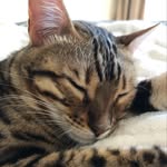 Bex Green - @readingbookswithcats - Instagram