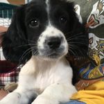 Beyoncé Bella Brie the 1st - @beyonce.bella.brie.the.1st - Instagram