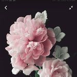 Beyonce Jones - @bbeyoncesylvester - Instagram