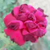 Beyza Sarioglu - @beyza69542 - TikTok