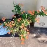 Bharathi Karri - @bharathikarri5 - Instagram