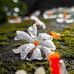 Bharati Roy - Facebook