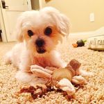 Bianca Baxter Piper Kalamazoo & Crew - @myfurryfreeloaders - Instagram