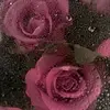bianca.benson - @bianca.benson23 - TikTok