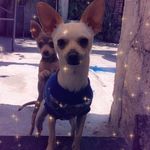 Duke & Bianca🐾 - @duke_y_bianca_97 - Instagram
