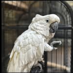 Bianca the parrot🦜 - @bianca_edenbreeze - Instagram