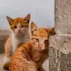 BiancaFarmer - @rexguenaxgp - TikTok