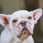 Bianca Ferrer - @biancabulldogfrances - Instagram
