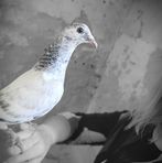 Bianca Koch - Facebook