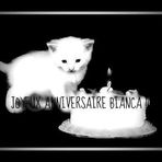 Bianca le Chaton - Facebook