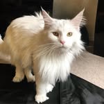 Bianca - @bianca_mainecoon - Instagram