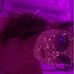 Bianca Mares - Facebook