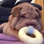 Bianca - @bianca_thesharpei - Instagram