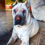 Bianca_Sharpei - @bianca_sharpei - Instagram