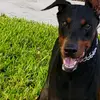 Solo Rich - @bianca.wang1 - TikTok