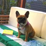 Bianca Dream-Weaver - @bianca.the.frenchie - Instagram