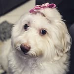 Bibi Coleira - @bibi_coleira - Instagram