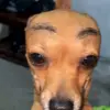 ★𝕡𝕒𝕢𝕦𝕚𝕥𝕠★ - @bibi.de.campos - TikTok