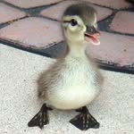 Acutebibiduckie - @bibiduckie - Instagram