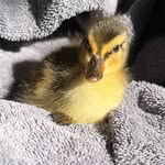 Bibi - @ente.duck.bibi - Instagram