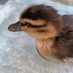 @bibi_the_duck - Instagram