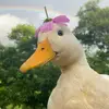 bibiduck - @mimiduck03 - TikTok