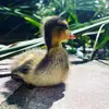 BibiDuck - @bibiduckente - TikTok