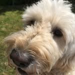 Bibiduck - @bibiduck7 - Instagram