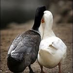 Duck - @duck.bibi - Instagram