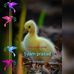 Sulthan bibi duck products  - Facebook