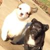 Coco bibi baily and frank boi - @bibi_baily.frankie.coco2 - TikTok