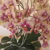 Bibi Gafur - @amena.57 - TikTok
