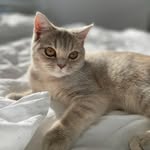 Bibi 🐾 - @bibi.graygold - Instagram