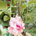 Bibi Halima - Facebook