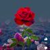 Hena Bibi - Facebook