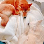 ココ　ビビ - @ko_ko_bi_bi - Instagram
