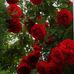 Bibi Lall - Facebook