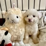 비비 Bibi, I am bb - @bibi.lambb - Instagram