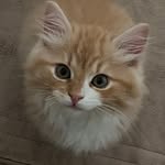 Bibi Lam - @bibi_play_eat_move - Instagram