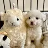 bibi.lambb - @bibi.lambb - TikTok