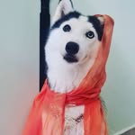 Bibi Lara - @lara_the_husky1 - Instagram