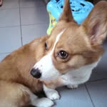 Bibi Leung - @bibileung2005 - Instagram