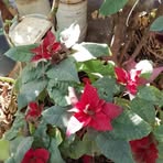 Bibi Luna - Facebook