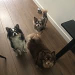 Bibi,Luna en Bo - @bibi_luna_bo - Instagram