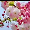 Bibi marium - @bibimorium.06 - TikTok