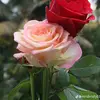 Bibi Marium - @bebi.mariyam - TikTok