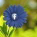 Bibi Morium - Facebook