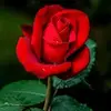 Bibi Morium - @bibi.morium962 - TikTok
