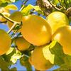 🐨🍋bibinorman🍋🐨 - @bibinorman - TikTok